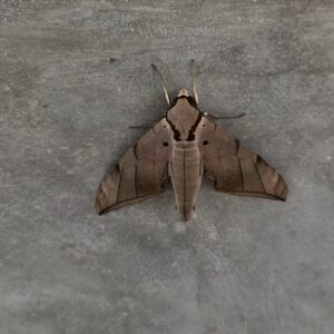 Aanan Boonnak Instagram - Moth มอธเหยี่ยวเหลือง :)