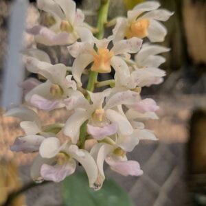 Aanan Boonnak Instagram - Rhynchostylis gigentea ช้างกระ ต้นนี้เจ้าหน้าที่อุทยานน้ำหนาวให้มาเพื่อขยาย กล้วยไม้ป่าโดนลักลอบออกจากป่าไปเยอะ ซื้อกล้วยไม้ป่ามาเลี้ยงก็เท่ากับทำลายความสมบูรณ์ของป่าครับ ทำฝักเพื่อขยายแล้ว :)