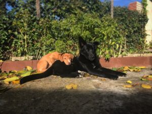 Adrián Salzedo Instagram - ❤️ #dog #dogsofinstagram #dogs #shiro #samba #blackhair #autumn #eyebrows #ambareyes #lifestyle #life #family #protection #protectiondogs