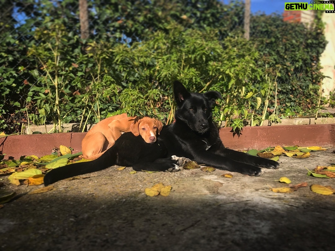 Adrián Salzedo - 1.9K Likes - ❤️ #dog #dogsofinstagram #dogs #shiro #samba #blackhair #autumn #eyebrows #ambareyes #lifestyle #life #family #protection #protectiondogs