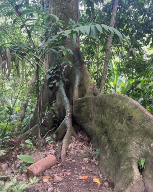 Ajani Russell Instagram - Bliss is truly just eating a coconut you opened with only your hands under a waterfall.

I went on a very special retreat with @theintuitionschool.co last month. I attended as a cohost and a teacher but I learned so much on this trip I might as well have been a student. So many lessons and experience that will never  be articulated because the land doesn’t speak english. This particular day at the waterfall I released something that no longer served me, I saw many lil frogs and I learned how to crack open a coconut on a rock (El saw me do this and said ‘damn you’re carribean af’ 😂) I reconnected with myself and my roots in ways I didn’t know I wanted but definitely needed. The first of many Costa Rica photo dumps. Can’t wait to share the rest with y’all. 🫶🏾