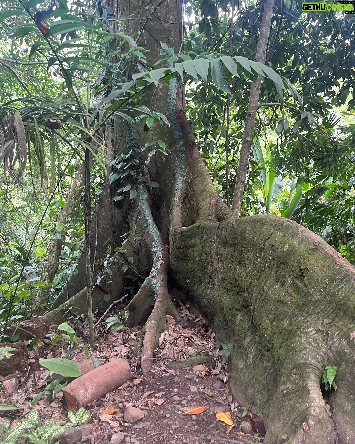 Ajani Russell - 2.6K Likes - Bliss is truly just eating a coconut you opened with only your hands under a waterfall.
I went on a very special retreat with @theintuitionschool.co last month. I attended as a cohost and a teacher but I learned so much on this trip I might as well have been a student. So many lessons and experience that will never be articulated because the land doesnāt speak english. This particular day at the waterfall I released something that no longer served me, I saw many lil frogs and I learned how to crack open a coconut on a rock (El saw me do this and said ādamn youāre carribean afā š) I reconnected with myself and my roots in ways I didnāt know I wanted but definitely needed. The first of many Costa Rica photo dumps. Canāt wait to share the rest with yāall. š«¶š¾