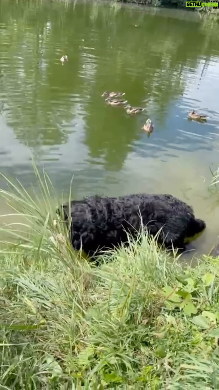 Aleksandr Buynov - 19.6K Likes - А вот и Марчи 🐕 Мой преданный четвероногий друг не отходил от меня весь день, вел себя идеально, и как мы видим – совсем не реагировал на птиц. Непривычно даже 🤪 #буйнов #марчи #утки #лето #москва