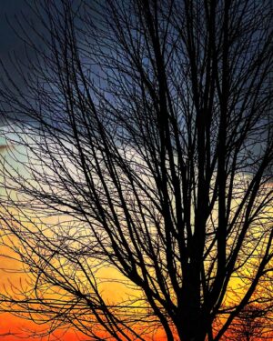 Alex Perron Instagram - Arbre aux trois couleurs. #napilotaine