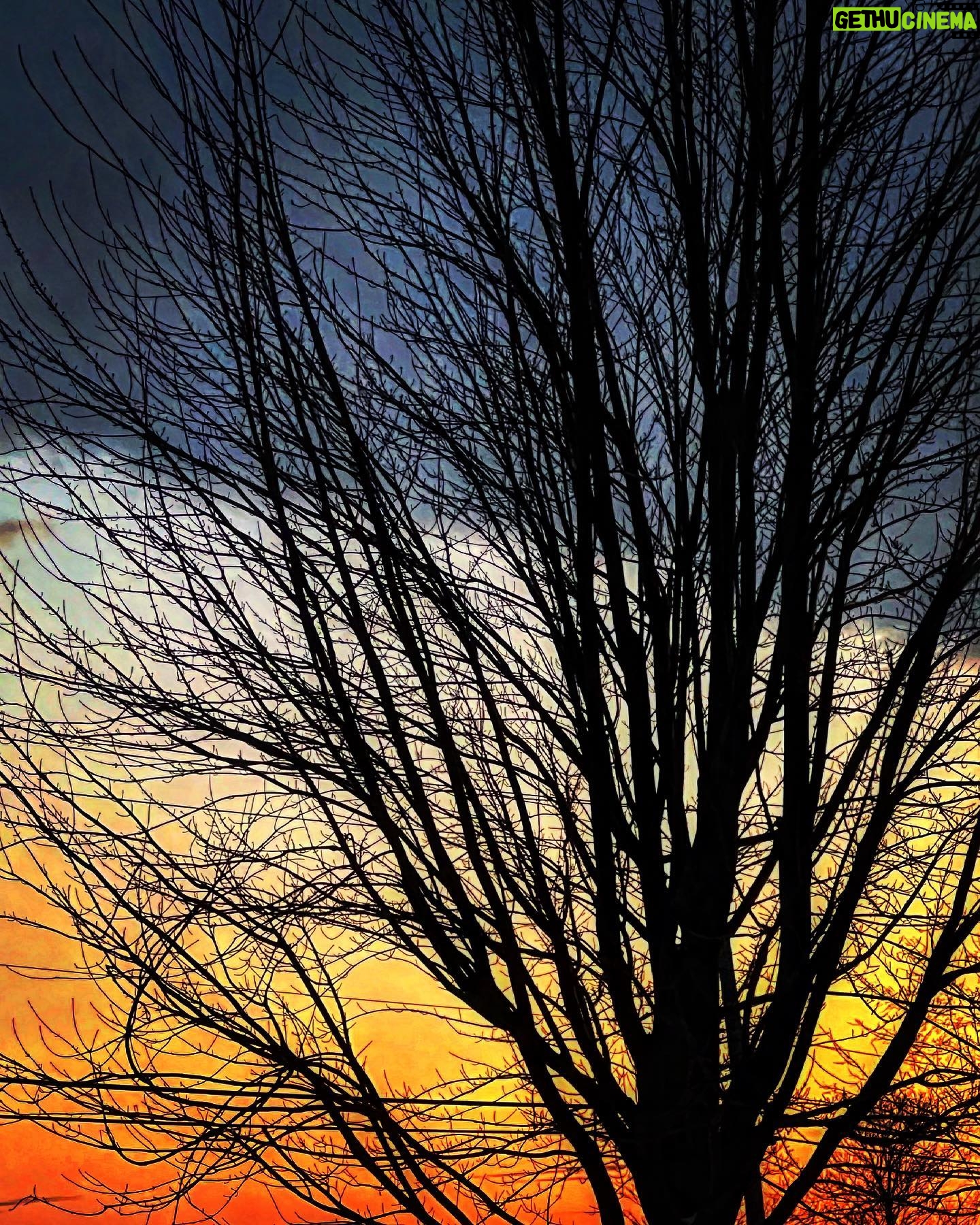 Alex Perron - 618 Likes - Arbre aux trois couleurs. #napilotaine