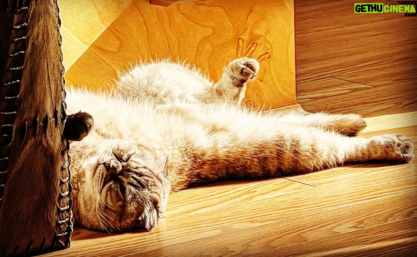 Alex Perron - 486 Likes - Princesse Leia savoure le soleil. #siesteprintanière #foldex #grosselâche