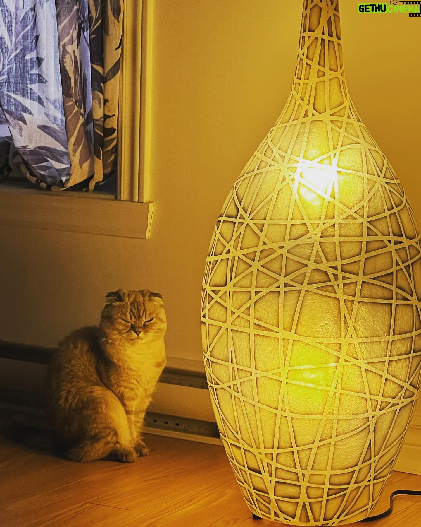 Alex Perron - 565 Likes - Princesse Leia en pleine luminothérapie. #foldex