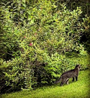 Alex Perron Instagram - On s’est acheté un diable de Tasmanie pour protéger notre terrain ! Ça marche moyen jusqu’à présent … #Arthur #félin #chalet #charlevoix