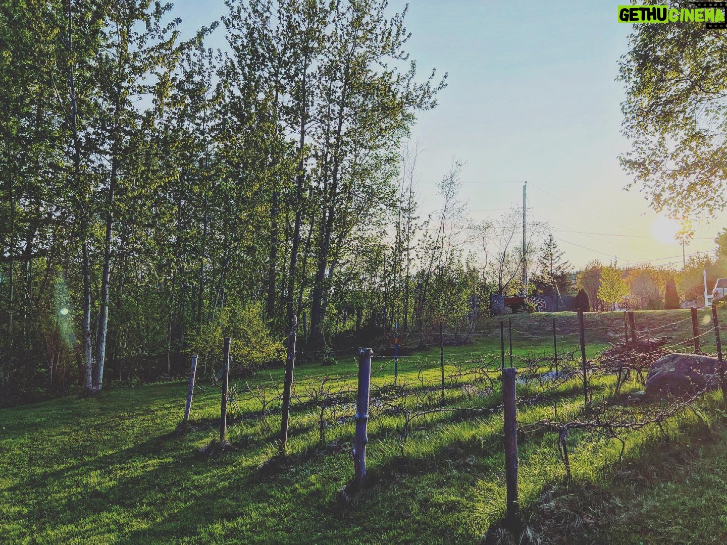 Alex Perron - 410 Likes - Raisins sur soleil du soir. #campagne #chalet
