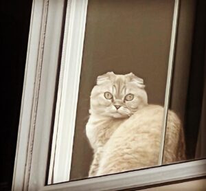 Alex Perron Instagram - Princesse Leia assure la surveillance du condo via la fenêtre de mon bureau au deuxième étage. #foldex #oeildelynx #chaveillance
