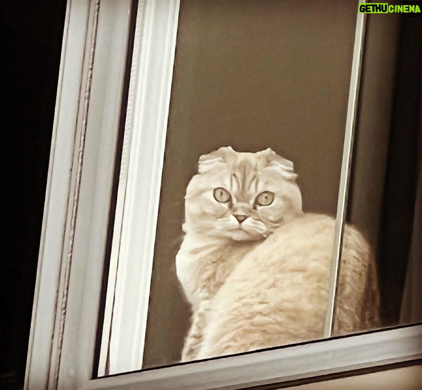Alex Perron - 524 Likes - Princesse Leia assure la surveillance du condo via la fenêtre de mon bureau au deuxième étage. #foldex #oeildelynx #chaveillance