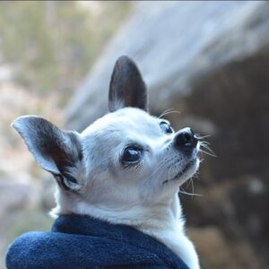 Alexandra Johnson Instagram - May 27, 2009 - July 30, 2024. That once in a lifetime kind of dog. I will never be able to express what she meant to me. She was so good to me. 🖤