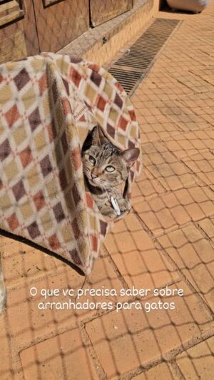 Alexandre Rossi Instagram - Arranhadores não são todos iguais!! Entender porque os gatos os usam é importante. Tendo esse conhecimento é mais fácil escolher os tipos e aonde colocar, mas observar as escolhas do seu gato é fundamental! Eles tem preferência individuais! Poder escolher e satisfazer esses desejos contribuiu para o prazer de viver, ou seja, melhora o bem estar deles