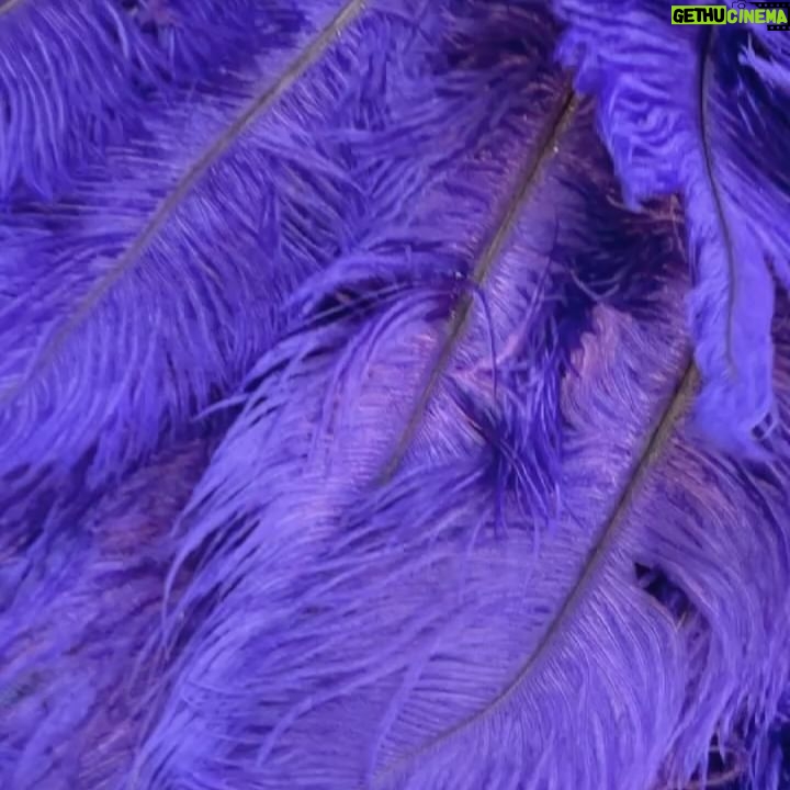 Alexis Mateo - 10.2K Likes - I live a show girl live! or “i personally plucked eleven pigeons to make this gown” 🐦⬛ @alexxannder_99 @marxxproductions 👗 by @jennynicolecontreras @canadasdragrace #canadavstheworld #showgirl #purple #bam