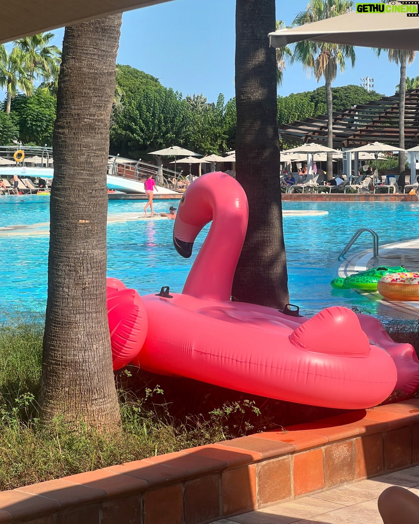 Amanda Lamb - 5.4K Likes - Bloody hell I wish we could have summer holidays forever… first day included manky rescue cats, me trying to steal an 8ft inflatable flamingo and getting busted by a very angry Russian…. All in all it’s an amazing start… girls are happy… I am happy…