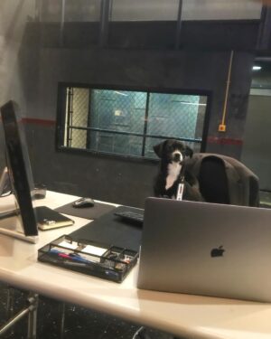 Amir Arison Instagram - #NationalWorkLikeADogDay
#AgentReina #Throwback #TheBlacklist #AramMojtabai #ReinaTheRescue #rescuedogsofinstagram