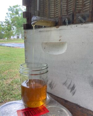 Andrew Peterson Instagram - Honeybees never cease to amaze me. Because I’m sure someone will ask, this is a Flow Hive. I bought it years ago, just to see if it would work, and it pretty much does as advertised. I think it’s good to learn how to harvest honey traditionally first, and then try one of these if you have a couple of hives. (My other hive is healthy and strong, but I’m not going to harvest for a little while yet.)

Nothing compares to the embodied experience of that initial burst of flavor and joy when you’re eating honey made by your own bees, from your own property.