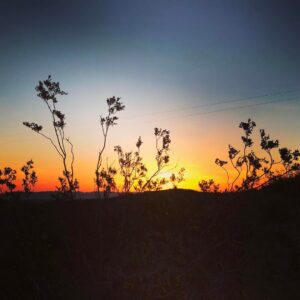 Andy Puddicombe Instagram - Nothing quite like a desert sunrise #joshuatree 🌵