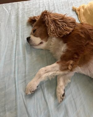 Anna Collins Instagram - Happy birthday Fred 💝 my baby turns 11 today ❤️‍🩹 he is my soul dog and my everything. I love you with my whole entire heart freddos 💕