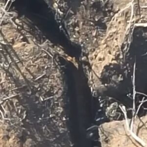 Anton Tymoshenko Instagram - Звііііііііт з яким ми забарились, але не забарились з дронами. 
Робили і відправляли fpv по готовності. 
В каруселі всі пташки які ми зробили і відправили військовим. 
Дрони виконують свою роботу, на відео є підтвердження. І таких підтверджень багато. Тому дякуємо вам і працюємо далі 💪