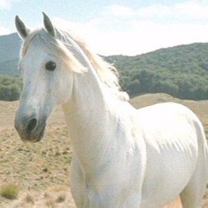 Antonio Marziale Instagram - Dreaming bout shadowfax