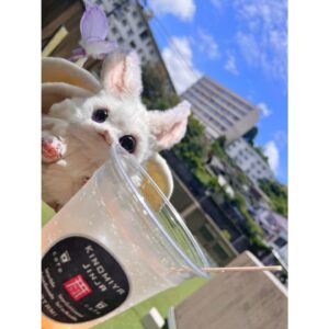 Aoi Yuki Instagram - 来宮神社はお酒飲めるのも最高だった

 #ぬい撮り  #ぬいすたぐらむ  #ぬい活
 #来宮神社