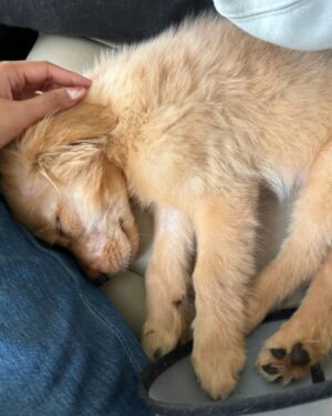 Armaan Malik Instagram - 7 years of us being together today and I guess we’re pawrents now 🥹🐾

we knew we wanted to bring home a puppy at some point but weren’t actively looking, yet somehow, thanks to @theanubistigerfoundation and @praachikapse, he made his way to us, and home has been a mad house ever since. meet little Tofu, our baby boy who adopted us the moment we saw him a month ago 🥹🦁❤️