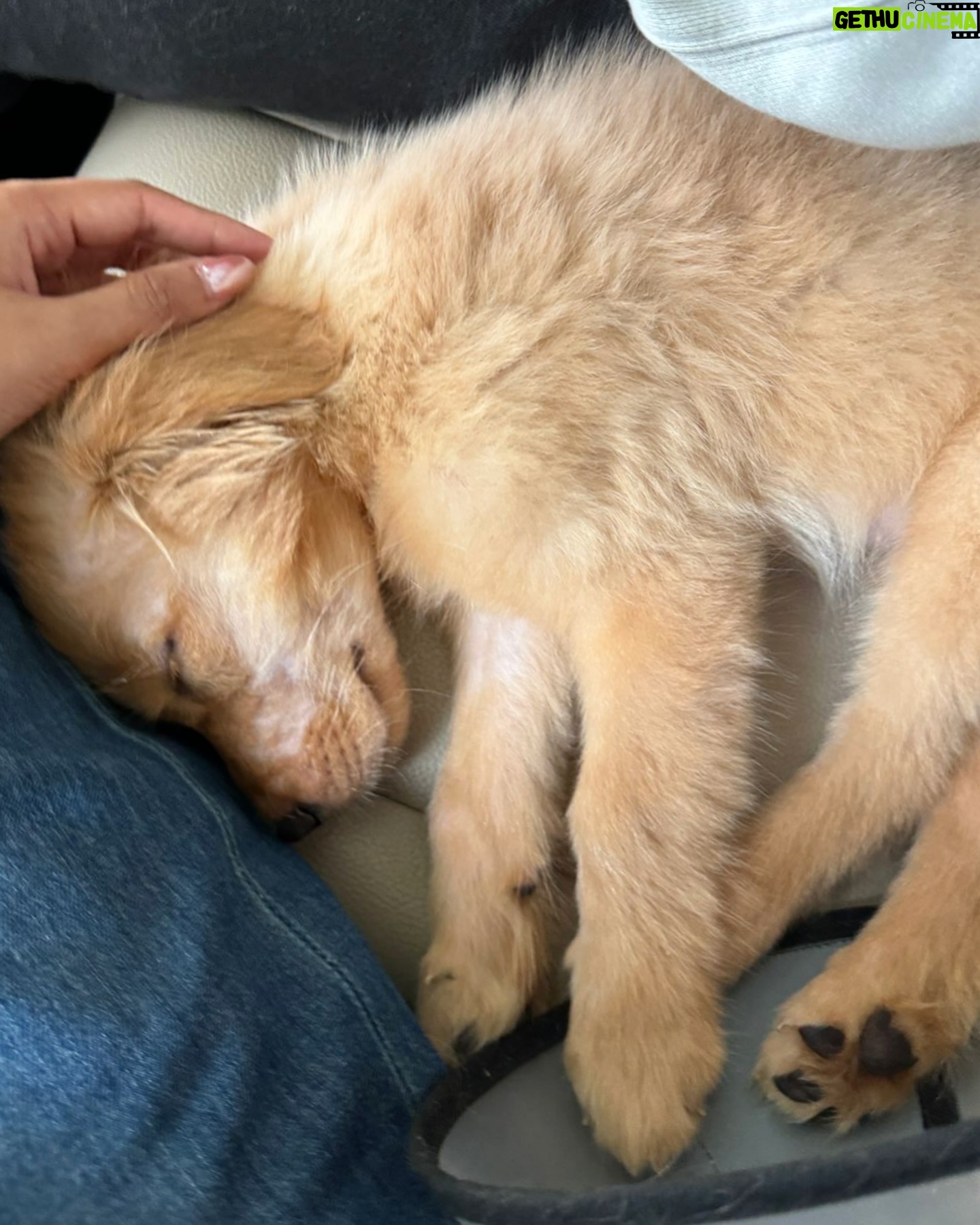 Armaan Malik - 386.8K Likes - 7 years of us being together today and I guess weāre pawrents now š„¹š¾
we knew we wanted to bring home a puppy at some point but werenāt actively looking, yet somehow, thanks to @theanubistigerfoundation and @praachikapse, he made his way to us, and home has been a mad house ever since. meet little Tofu, our baby boy who adopted us the moment we saw him a month ago š„¹š¦ā¤ļø
