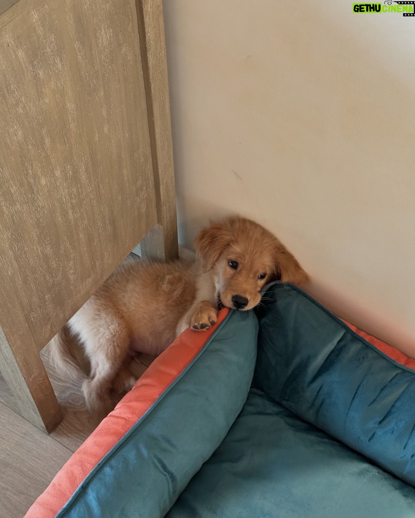 Armaan Malik - 386.8K Likes - 7 years of us being together today and I guess weāre pawrents now š„¹š¾
we knew we wanted to bring home a puppy at some point but werenāt actively looking, yet somehow, thanks to @theanubistigerfoundation and @praachikapse, he made his way to us, and home has been a mad house ever since. meet little Tofu, our baby boy who adopted us the moment we saw him a month ago š„¹š¦ā¤ļø