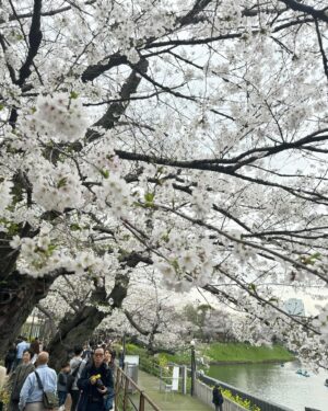Artit Tangwiboonpanit Instagram - Hi Sakura 🌸😘