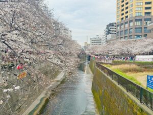 Artit Tangwiboonpanit Instagram - Sakura🌸