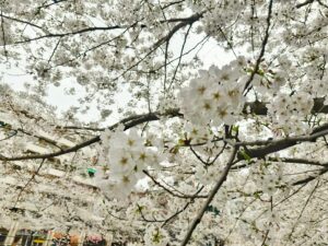 Artit Tangwiboonpanit Instagram - Sakura🌸