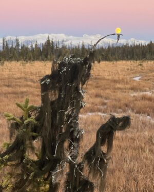 Atz Lee Kilcher Instagram - Study of the moon. Or rather, I took some pics while Out and about. Anyhoo, enjoy. 
#moon #Alaska #artsy #earthy #tasty #cheese