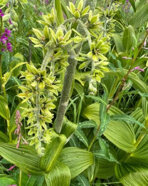 Atz Lee Kilcher Instagram - Alaskan wild flowers, some of the best people I know. 

#flowersforthewin