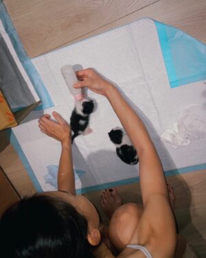 Aviis Zhong Instagram - Bucca走後一個月，因緣際會接手了6隻奶貓，眼還未開，還看起來灰頭土臉的，我當了一陣子的中途媽媽，清掉了泥土和幾隻蟲蟲，親手餵奶和大家幫忙照顧幾乎無法出門，就像真的有了孩子一樣，直到臍帶疤掉下；看著他們一個一個找到主人被接走，還真的是捨不得，但每一個細心照顧的貓媽媽們都不斷和我聯繫並報告奶貓近況，真的謝謝大家的付出🤘🏻

而沒被挑到的最後一隻，我一直沒有很積極的找主人，因為，他真的是越看越像Angu，個性也很像Bucca，難道是⋯⋯⋯他們回來找我了嗎？

於是我決定⋯⋯收養他，所以，大家好，他叫做「歪比Wybie」，是我很喜歡的一部動畫片Coraline中的一個角色，總是穿著黑白相間的帥氣打扮，歪著頭騎著重機登場，個性古怪又溫暖，像極了Angu和Bucca的合體，如果是特殊的緣分來到，也許我該繼續閃亮另一個新生命。
Hello適應的很不錯，奶貓餓時叫個不停，還會幫忙去看一下，希望你們能一起快樂生活在一起，健康長大喔～Wybie❤️ 好愛好愛你喔～

#sorry那些最近約不到我出門的人
#catslover #賓士貓 #貓奴日常