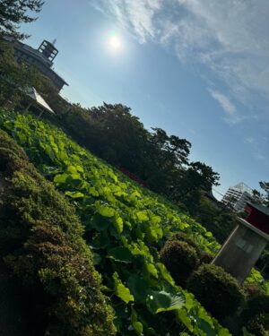 Aya Hirano Instagram - ミュージカル『この世界の片隅に』
新潟公演@新潟県民会館大ホール
⁡
新潟公演の写真UP出来てなくてすみません！
ドラマの撮影でバタバタでした。
昨日から名古屋に入って、本日舞台稽古からの初日でした！
⁡
新潟公演があっという間すぎて、
もっといたかった٩(๑˃̌ۿ˂̌๑)۶
2019年に『仮面山荘殺人事件』の際に来た以来でしたが、
その時はレンタカーで弥彦神社に行って参拝し、日帰り温泉と美味しいご飯を堪能しました。
⁡
今回は時間がなかった割に、近場で色々回れて。
劇場の隣にあった白山神社がとっても素敵で。
美味しいご飯を食べて、のんびりお散歩しながら、
夏至の満月を眺めて帰りました。
⁡
新潟好きだなぁ。
次はもっと長くいられますように！
⁡
⁡
そして、楽屋が同じだったつよつよ女子たちと♡
強くて優しくてカッコいい、
#この世界の片隅の女たち です！！
⁡
⁡
⁡
#この世界の片隅に
#ayahirano #平野綾