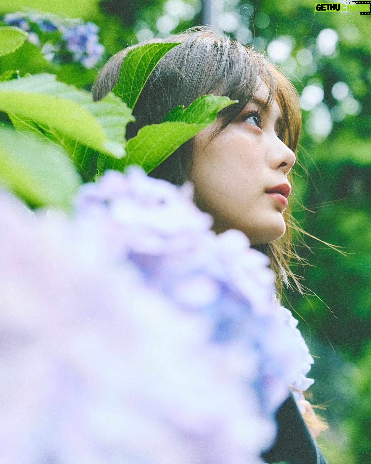 Ayaka Konno - 25K Likes - 今年はなぜか見かけることが少なかった紫陽花と📷
@endoyuki
@minami.kobayashi
@nanako_fujinaka