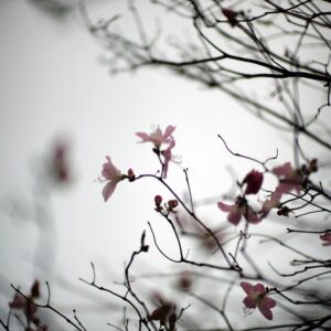 Bae Yong-jun Instagram - Spring~#Royal_azalea