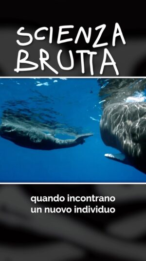 Barbascura X Instagram - #barbascurax #scienzabrutta #capodogli