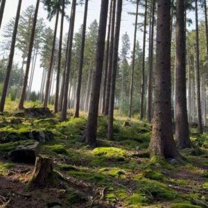 Barbora Poláková Instagram - Červenec... Skoro tři týdny v Jeseníkách 🌲🌲🌲🌲Loni jsem točila dokument o deseti lázeňských městech. Na některých místech jsem nebyla nikdy, na některých v dětství, každopádně jsem si díky tomu zmapovala a pořádně uvědomila naše léčivé přírodní zdroje ...termální, radonové, slatinné...moji rodiče do lázní nikdy moc nejezdili, spíš na túry do hor. Možná proto mě na první dobrou přitáhl zdroj, který vyžaduje hodně té vnitřní aktivity.

Klimatický. 

Chodit. Pít z pramenů. Máčet ruce a nohy ve studený vodě. Chodit. Zabalit se do hodně studenýho prostěradla, pak suchýho a pak vlněný deky. Na půl hodiny. Chodit. Pít z pramenů. Stát v lese pod studenou sprchou a křičet. Číst si o Priessnitzovi do čtyř do rána kousek od domu, kde bydlel a kde na všechny zábaly a koupele přicházel. Zjišťovat, co všechno vodou vyléčil a jak, kam se ty postupy ztratily a proč je dávno nepoužíváme jako samozřejmost (měla jsem v ruce i přepis originálu jeho “Rodinné knihy o vodě” ale švabach, takže #dikycau ). Všechno mě očarovalo. Lesy, prameny, vzduch, lázně i pololázně, “lázeňští”, kteří o hosty pečují laskavě a se kterýma jsem často vedla o Priessnitzovi debaty, pan primář, který důkladně skenuje ducha a připomíná, že výjimka potvrzuje pravidlo a Katka i Katka, naše nové kamarádky❤️ Díky recepčním i hostům, kteří nám pomáhali najít ztracenou láhev 😀 a díky všem, co přišli na promítání Broučka 🥰🚗 Děkujeme a můžete si za to sami, že se nám už teď stýská!!!