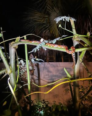 Barry Kerch Instagram - Found a friend in my backyard while taking the dog out.  Red rat snake/corn snake. Good one to have around.  Pretty markings. Looked like it had just shed.  Awesome! 

#shinedown #campaignagainstnegativity #florida #redratsnake #cornsnake #nature #snake
