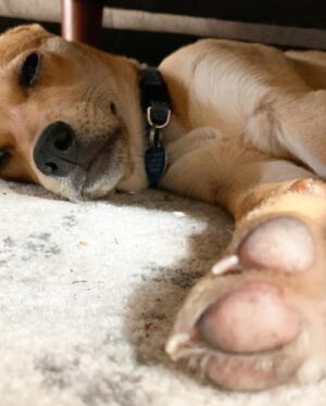 Ben Levin Instagram - first pet ever alert. meet our new pup MIRÓ 
I get it now: dogs make life better