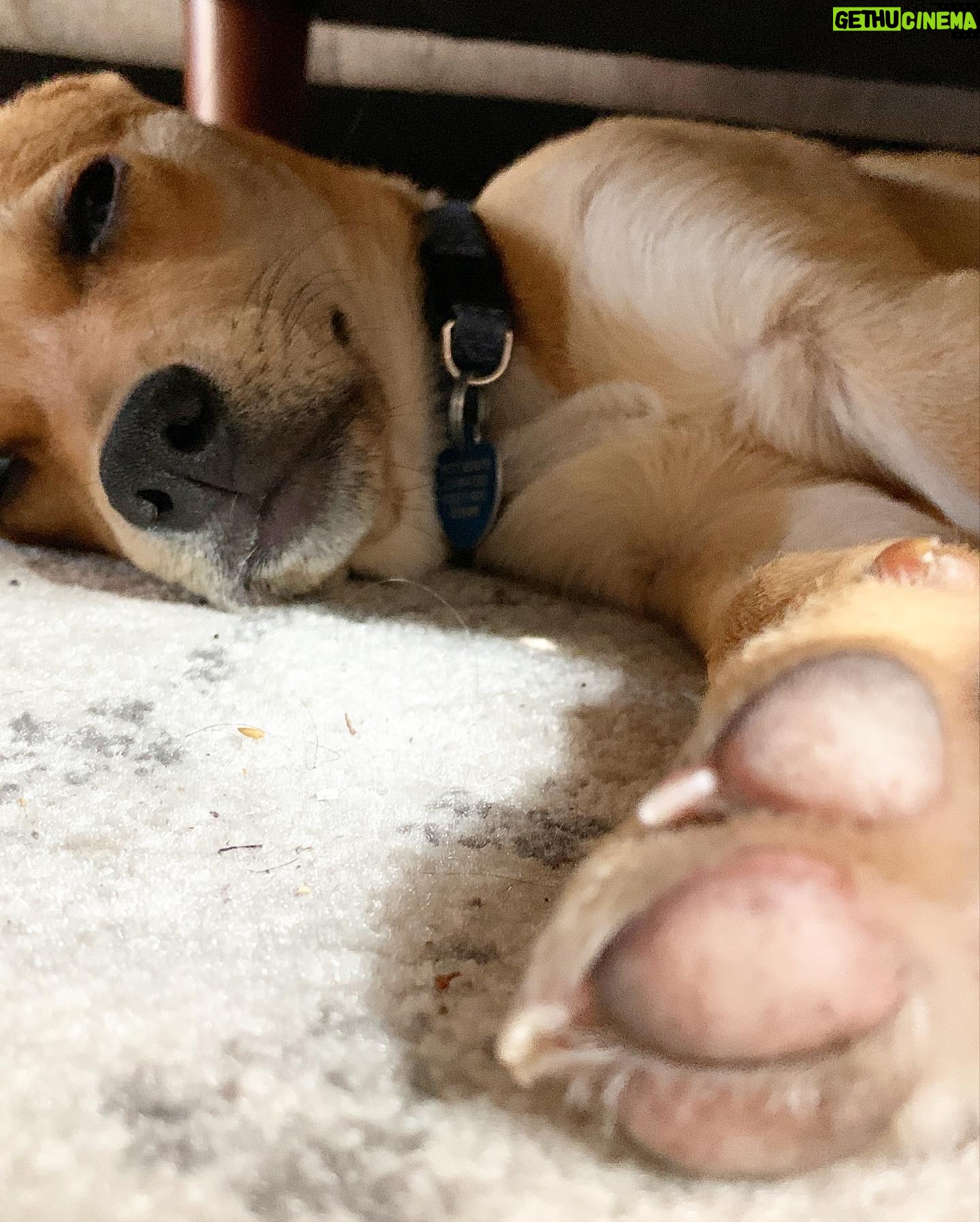 Ben Levin - 6K Likes - first pet ever alert. meet our new pup MIRÓ
I get it now: dogs make life better