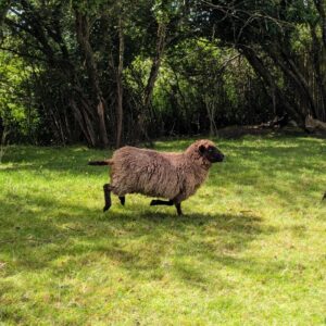 Benjamin Daniel Instagram - Les Bordelais chez @maliki_officiel ! 
Une petite pause nature après cette fin de campagne sur @kunekune.fr !
Les précommandes sont encore disponibles jusqu'au 28 mai à 00H00 pour les retardataires. ✨