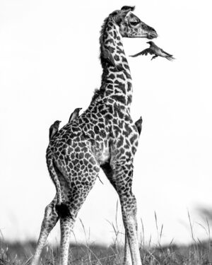 Beverly Joubert Instagram - Even at a young age, large mammals can become mobile hosts for ticks and parasites. For this giraffe calf, the parasites are an annoyance, but for a flock of oxpeckers trailing the giraffe, the fresh bounty presents a chance for a meal. ⁣⁣
⁣⁣
#giraffe #oxpeckers