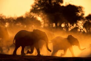 Beverly Joubert Instagram - On #WorldElephantDay, we're reminded of the deep connection we share with these incredible creatures and what a remarkable privilege it has been to spend time filming and photographing these animals, slowly unraveling the secrets of life in the herd. Elephants are more than just iconic animals; they are the lifeblood of the ecosystems they inhabit, the gentle guardians of the wilderness. Yet, they face unimaginable threats from poaching and habitat destruction.⁣
⁣
Today, let's honour their wisdom and sentience, and commit to protecting their future. Every action counts in the fight to preserve these magnificent giants and the wild spaces they call home. Their survival is our responsibility – let's ensure they thrive for generations to come⁣.
⁣
#ProtectTheHerd #ElephantConservation #elephants