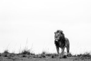 Beverly Joubert Instagram - After decades of documenting Africa's big cats, the sight of a male lion in his prime – statuesque and regal – still leaves us breathless. These cats are symbols of nature's remarkable beauty and raw brutality. It's no wonder then that lions have inspired animated films and been immortalised in statues around the globe. Sadly, there are more statues of these cats in the world today than there are actual lions living in the wild. Habitat loss, human-wildlife conflict and poaching continue to decimate lion populations and they now occupy as little as 5% of their historic range. But all is not lost. To combat this rapid decline, we set up the Big Cats Initiative in 2009, together with National Geographic. Now run by @GreatPlainsFoundation, the initiative supports efforts to save big cats through assessment, on-the-ground conservation, education, and global public-awareness campaigns. To date, the BCI has funded more than 150 projects in 28 countries and has made a massive impact on the future of these threatened cats. ⁣
⁣
This #WorldLionDay let's unite in our efforts to protect lions and ensure that their roar continues to echo across Africa for generations to come.⁣
⁣
Visit www.greatplainsfoundation.com to find out more.⁣
⁣
#wildlife #ProtectLions #BigCats #Conservation #WildlifePhotography