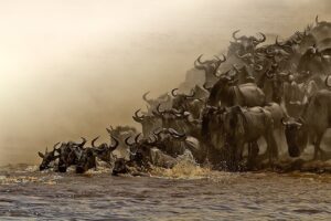 Beverly Joubert Instagram - For the enormous herds of wildebeest migrating yearly across the Serengeti-Mara ecosystem, river crossings are the most perilous part of the journey. Deep, churning waters filled with crocodiles present only part of the challenge. The wildebeest must also navigate steep banks while contending with thousands of herd members. The safety that come with traveling in huge herds is sometimes offset by the difficulties of squeezing up a narrow pathway carved into a crumbling riverbank with thousands of other wildebeest all treading the same course. The Mara River, flowing through northern Tanzania and southern Kenya, is one of the final obstacles the wildebeest must face before they reach the Mara plains.

#wildebeest #migration #wildlife
