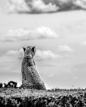 Beverly Joubert Instagram - Cheetahs spend much of their time scoping the landscape for food or foe. These cats are built for life on the open plains. Eyes set high on their heads help maximise binocular vision, while specially adapted retinas provide a wide-angle view of their surroundings. On the predator-rich plains of Kenya, these cats need every advantage they can get to compete with rivals, and these adaptations help them fulfill a unique ecological niche.⁣
⁣
⁣
#cheetah #cat #wildlife