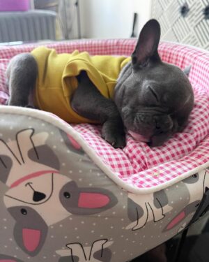 Bhuvan Arora Instagram - Our Brindle of Joy 🧿❤️
@misspompomarora 
.
📷- @priyamdhar 
.
#shukrana